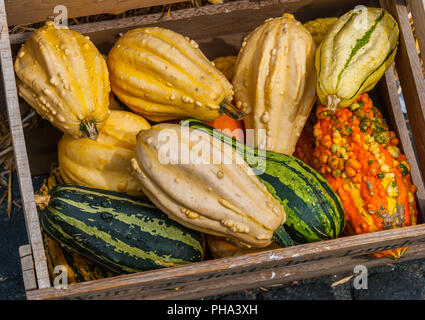 Scatola con piccole zucche colorate Foto Stock