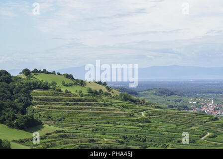 Terrazze di vino nella regione di Kaiserstuhl, Baden-Wuerttemberg, Germania Foto Stock