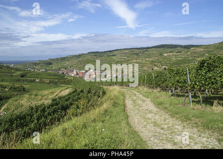 Terrazze di vino nella regione di Kaiserstuhl, Baden-Wuerttemberg, Germania Foto Stock