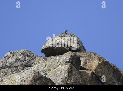 Codirossone, Macin-Mountains, Romania Foto Stock