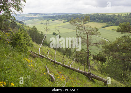 Paesaggio protetto nella valle Tauber vicino Koenigheim, Germania Foto Stock