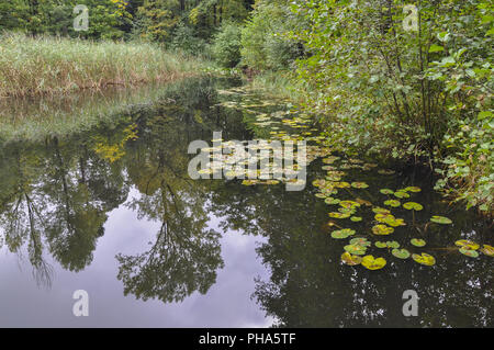 Stagno nella fortezza svevo-foresta della Franconia, Germania Foto Stock