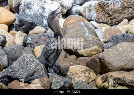 Le Galapagos cormorano o flightless cormorano (Phalacrocorax harrisi) in attesa e la chiamata su una spiaggia rocciosa nelle isole Galapagos, Ecuador. Foto Stock