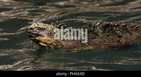 Iguana marina (Amblyrhynchus cristatus) nuotare nell'oceano alle isole Galapagos, Ecuador. Foto Stock