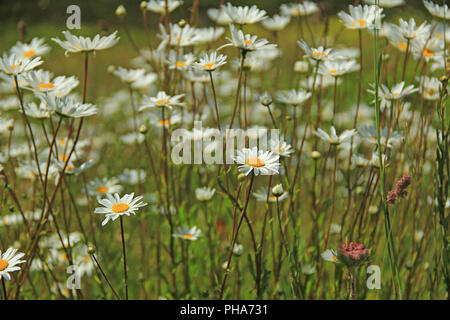 Occhio di bue (daisys Leucanthemum) Foto Stock