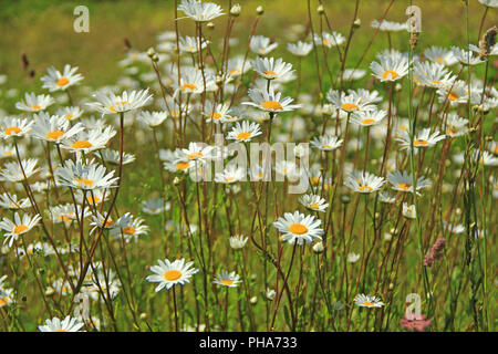 Occhio di bue (daisys Leucanthemum) Foto Stock