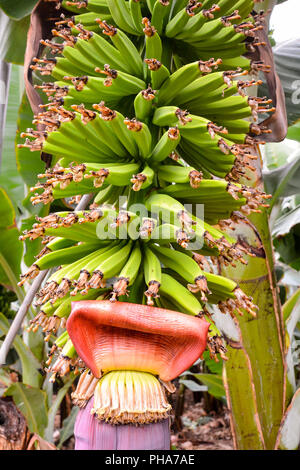 Banane verdi appeso sulla banana Tree Foto Stock