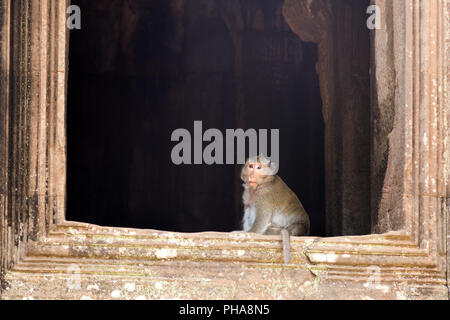 Scimmia nel complesso del tempio di Angkor Wat, Cambogia Foto Stock
