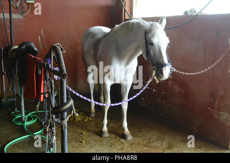 White Horse all interno delle Scuderie Foto Stock