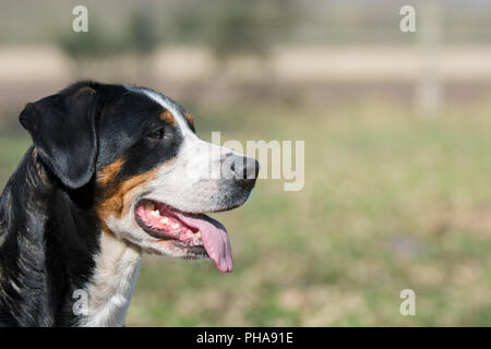 Maggiore Swiss Mountain Dog Foto Stock