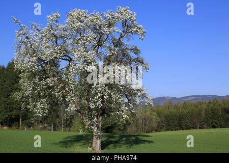 Blooming pear tree nella Foresta Nera Foto Stock