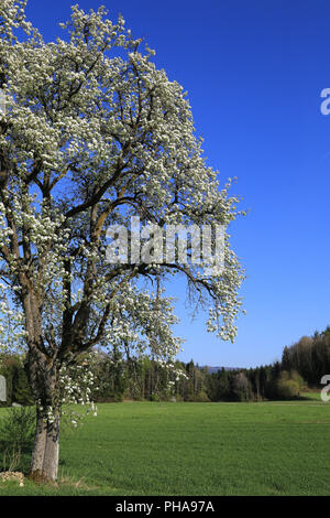 Blooming pear tree nella Foresta Nera Foto Stock