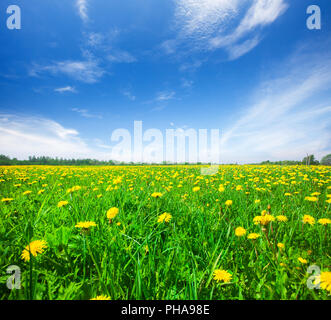 Campo verde con fiori sotto il blu cielo molto nuvoloso Foto Stock