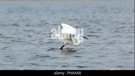 Little Egret sulla spiaggia di Chennai Foto Stock