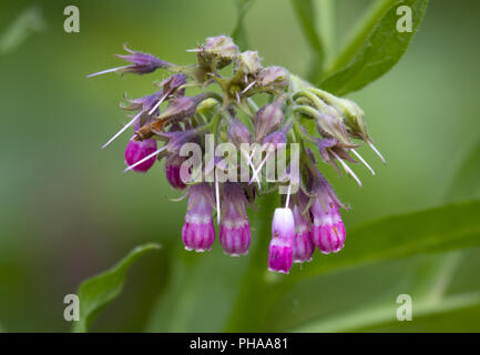 Comfrey, Hortobágy-Nationalpark, Puszta, Ungheria Foto Stock