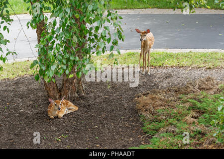 2 deer cerbiatti un appoggio e uno in piedi in ombra da un albero in un cortile Foto Stock