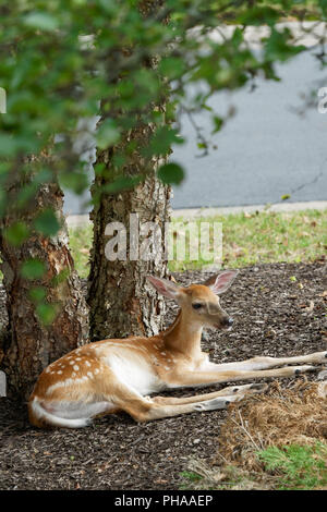 Backyard coda bianca Deer Fawn seduto sotto un albero verticale Foto Stock