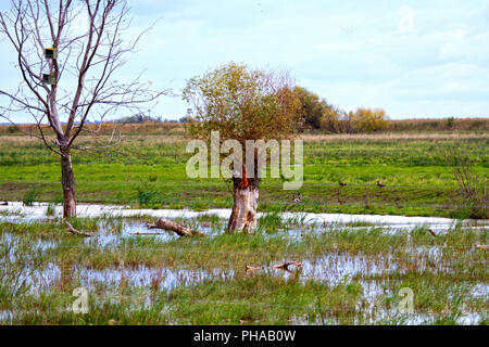 Hortobágy-Nationalpark, Puszta, Ungheria Foto Stock