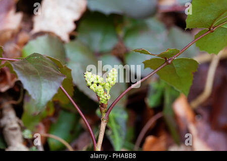 Giovani fiori di un uva di Oregon bush (Mahonia aquifolium) Foto Stock