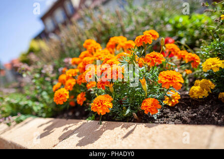 Orange tagete in un letto di fiori Foto Stock