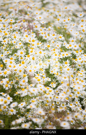 Prato estivo con la fioritura camomiles. Wild camomilla fiori su un campo in una giornata di sole Foto Stock