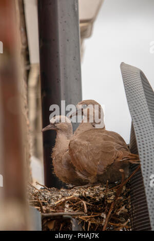 Colomba a collare pulcini pronto per fledge da nido Foto Stock