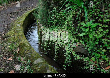 Percorso a piedi lungo la 'Levada Velha', nel mezzo della Foresta di Laurisilva. UNESCO - Sito Patrimonio dell'umanità. Madeira, Portogallo Foto Stock