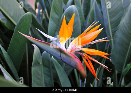 Strelitzia o uccello del paradiso. L'isola di Madeira, Portogallo Foto Stock