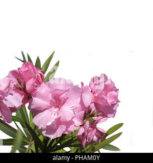 Gli Oleandri, fiori di doppia Foto Stock