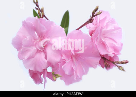 Oleander blossoms, isolato su bianco Foto Stock