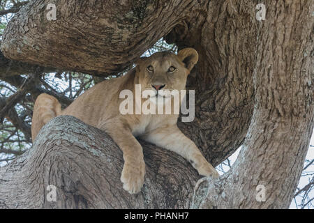 Leonessa sul guardare nel Parco Nazionale del Serengeti Foto Stock