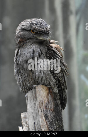 Bruno uccello frogmouth seduto su un vecchio ceppo di albero. Foto Stock