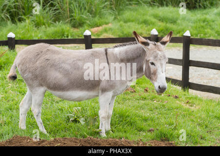 Bella pascolo asino nel paddock (Equus africanus asinus) Foto Stock