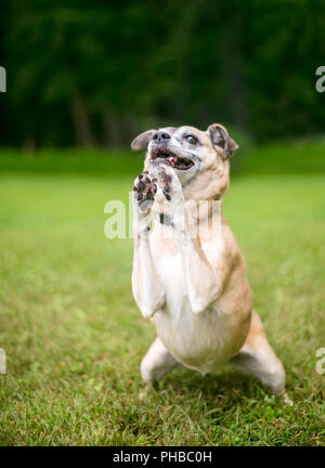 Una piccola razza cane di eseguire un trick con le sue zampe anteriori insieme in un gesto di preghiera Foto Stock