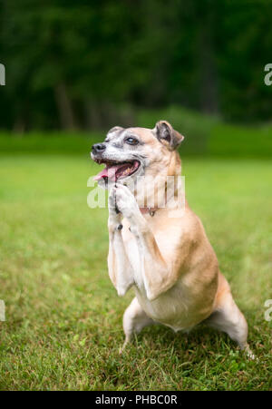 Una piccola razza cane di eseguire un trick con le sue zampe anteriori insieme in un gesto di preghiera Foto Stock