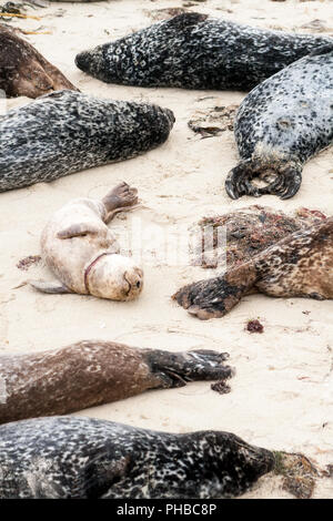 Un giovane Porto di tenuta con un collo a casa Spiaggia (noto anche come la piscina per i bambini) a La Jolla, CA Foto Stock