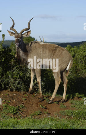 Maggiore Kudu, Addo Elephant National Park Foto Stock