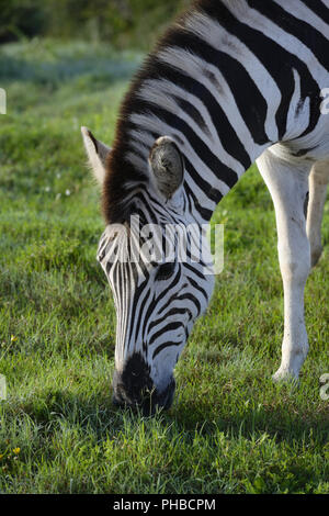 Le pianure Zebra rovistando nel Addo Elephant National Park Foto Stock