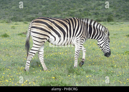 Le pianure Zebra rovistando nel Addo Elephant National Park Foto Stock