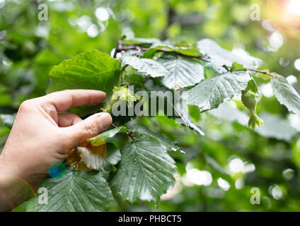 Mano umana azienda nocciole verde sul ramo. Dadi della nocciola in crescita. Boccola di nocciole, nocciole pronto a scelta. Messa a fuoco selettiva Foto Stock