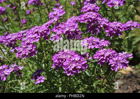 Globo candytuft, Iberis umbellata Foto Stock