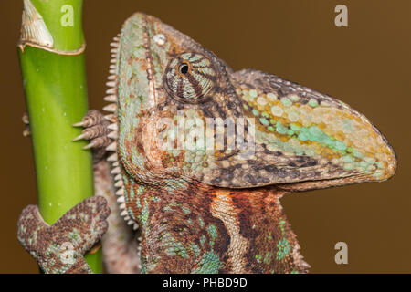 Camaleonte Chamaeleo Calyptratus - Yemen chameleon - Camaleonte velato Foto Stock