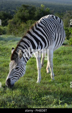 Le pianure Zebra rovistando nel Addo Elephant National Park Foto Stock