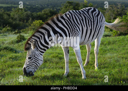 Le pianure Zebra rovistando nel Addo Elephant National Park Foto Stock