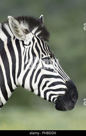 Le pianure Zebra portret in Addo Elephant National Park Foto Stock