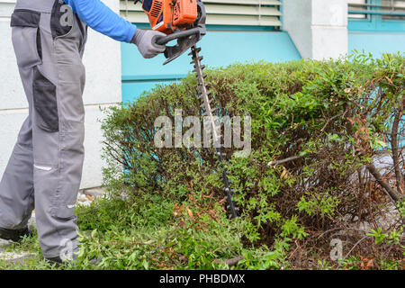 Giardiniere tagli hedge con un elettrico tagliasiepi Foto Stock