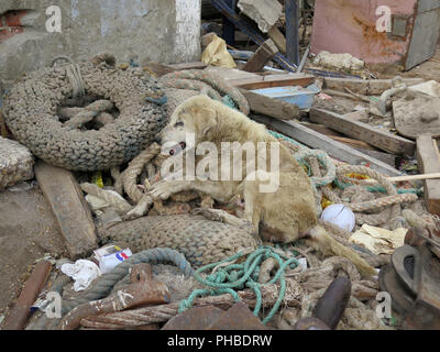 Strassenhund, Hurghada, Aegypten ha Foto Stock