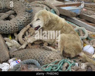 Strassenhund, Hurghada, Aegypten ha Foto Stock