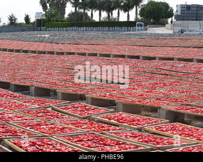 La realizzazione di "Pummaroru Siccu", tradizionale pomodoro essiccato molto popolari e tradizionali in Sicilia e in Italia. Foto Stock