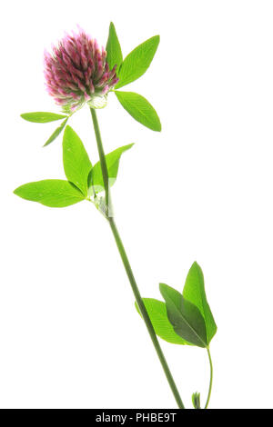 Rosso-di trifoglio rosso (Trifolium pratense) Foto Stock